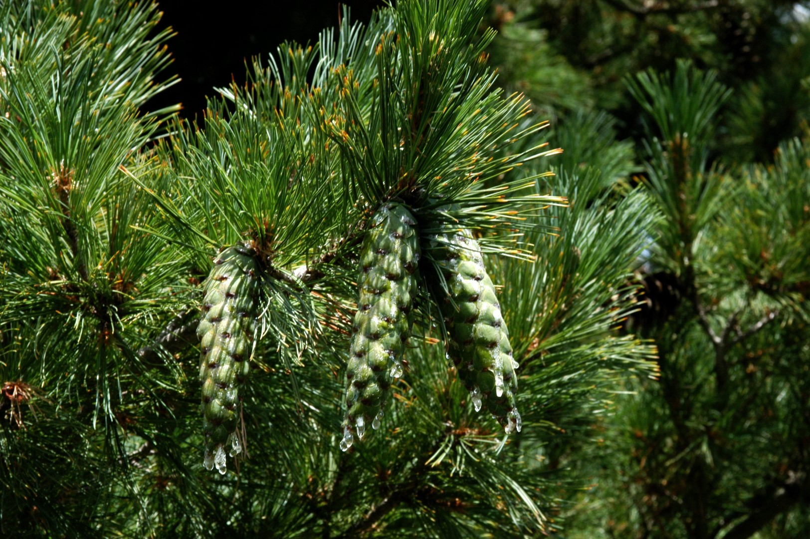 Сосна румелийская купить. Сосна Балканская румелийская. Pinus peuce. Сосна румелийская шишки. Сосна Pinus peuce.