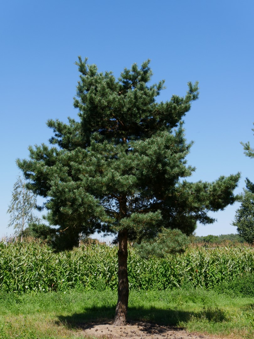 Малая хвойная. Сосна обыкновенная Pinus Sylvestris. • Сосна обыкновенная (pinussilvestris). Сосна обыкновенная (лат. Pinus Sylvestris). Сосна обыкновенная (Pinus Sylvestris) побеги.