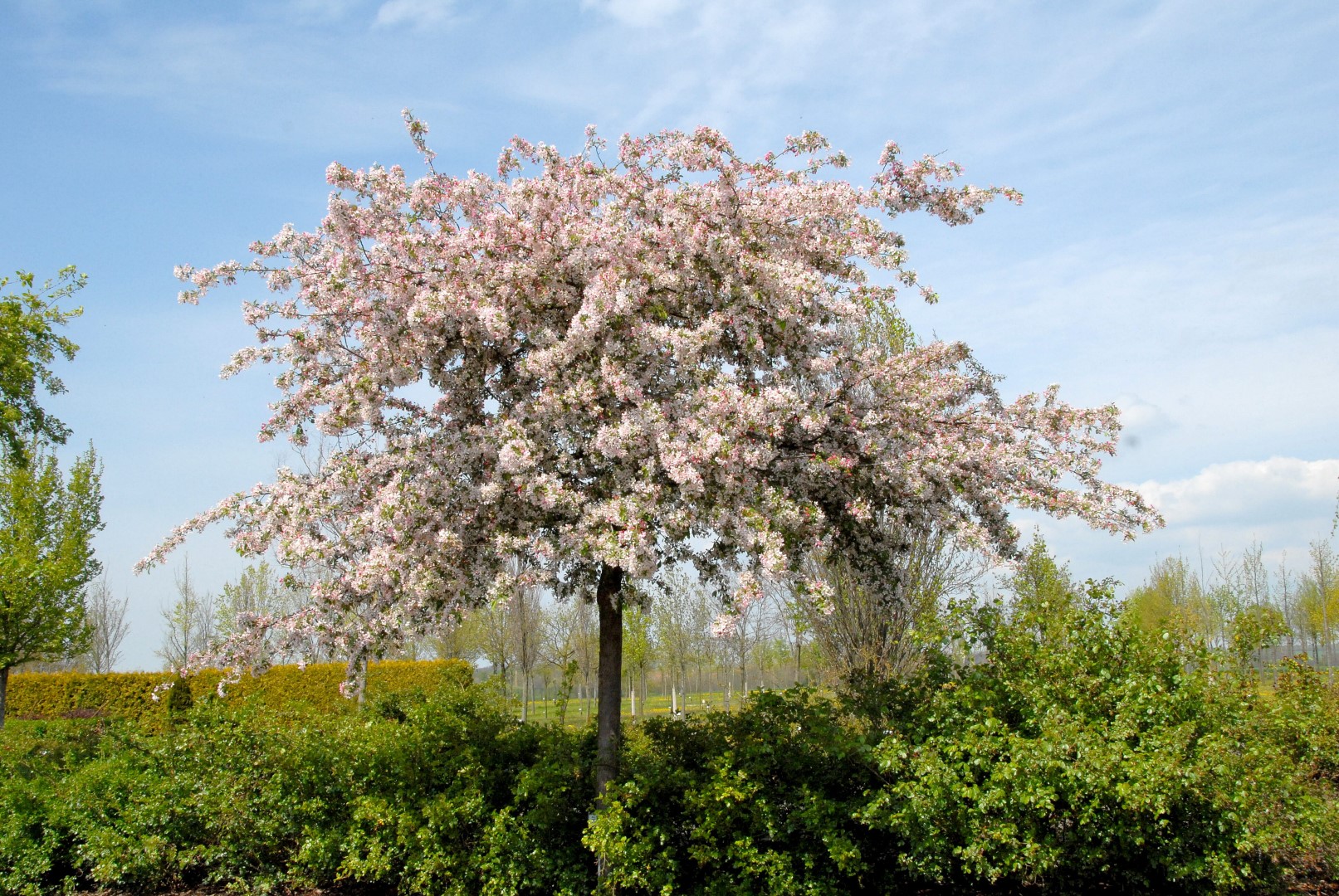 Яблоня флорибунда. Яблоня обильноцветущая Malus floribunda. Яблоня декоративная флорибунда. Декоративная яблоня флорибунда Malus. Яблоня обильноцветущая (Malus floribunda Royalty.