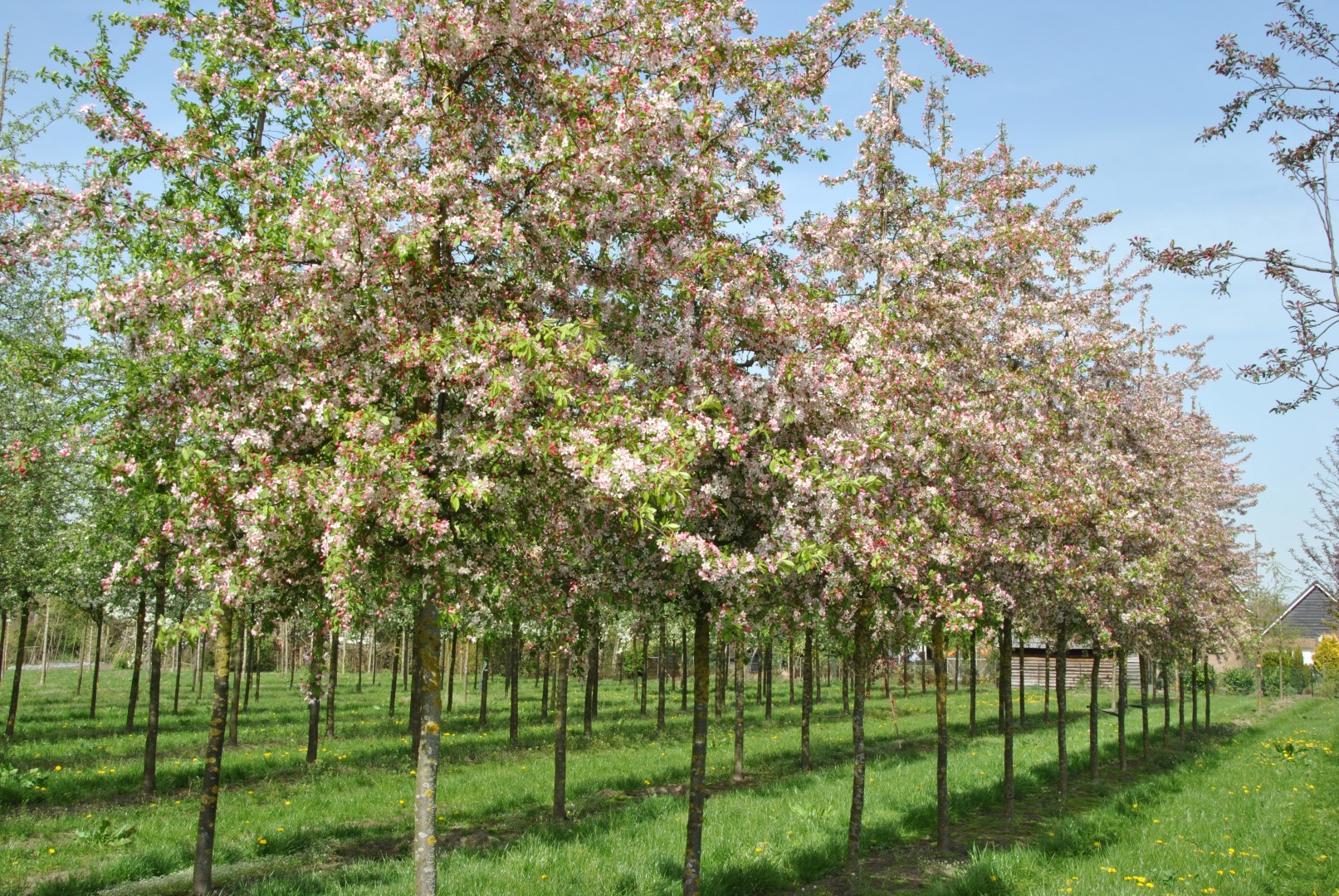 Яблоня флорибунда. Яблоня обильноцветущая Malus floribunda. Яблоня декоративная флорибунда. Малус флорибунда. Яблоня флорибунда Malus floribunda.