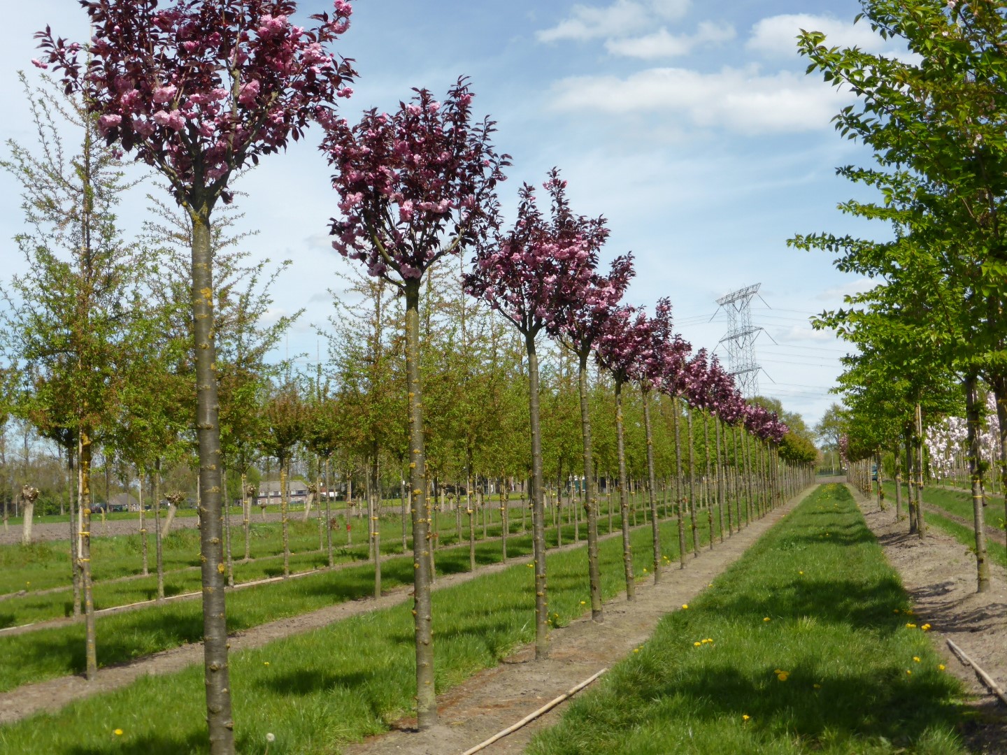 Сакура роял бургунди. Вишня мелкопильчатая Royal Burgundy. Вишня мелкопильчатая (Prunus serrulata Royal Burgundy). Вишня Роял бургунди. Вишня мелкопильчатая Роял бургунди Prunus serrulata Royal Burgundy.