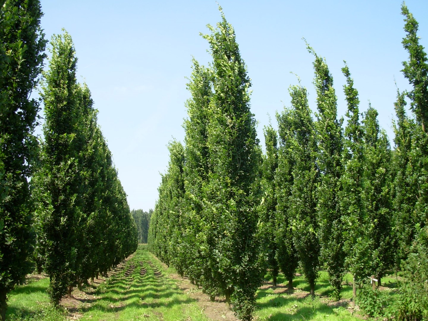 Трио тополя. Дуб черешчатый Quercus Robur 'Fastigiata'. Quercus Robur (дуб черешчатый) 'Fastigiata Koster'. Дуб черешчатый Фастигиата костер. Туя Фастигиата.