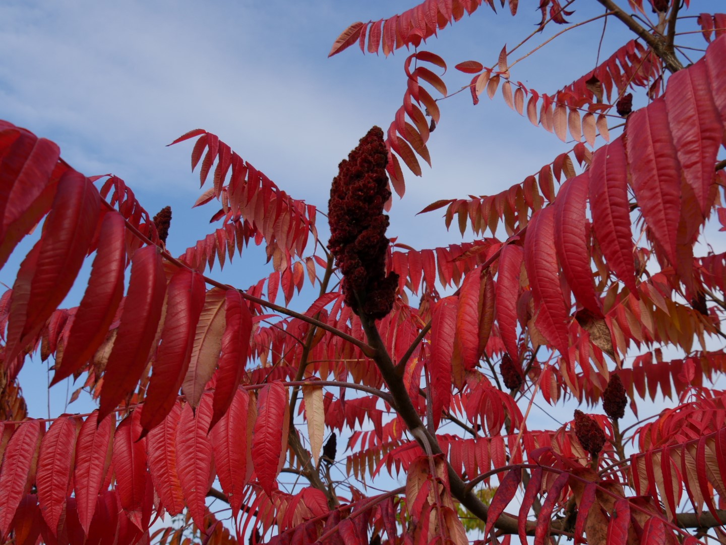Rhus typhina Anacardiaceae Van den Berk Nurseries