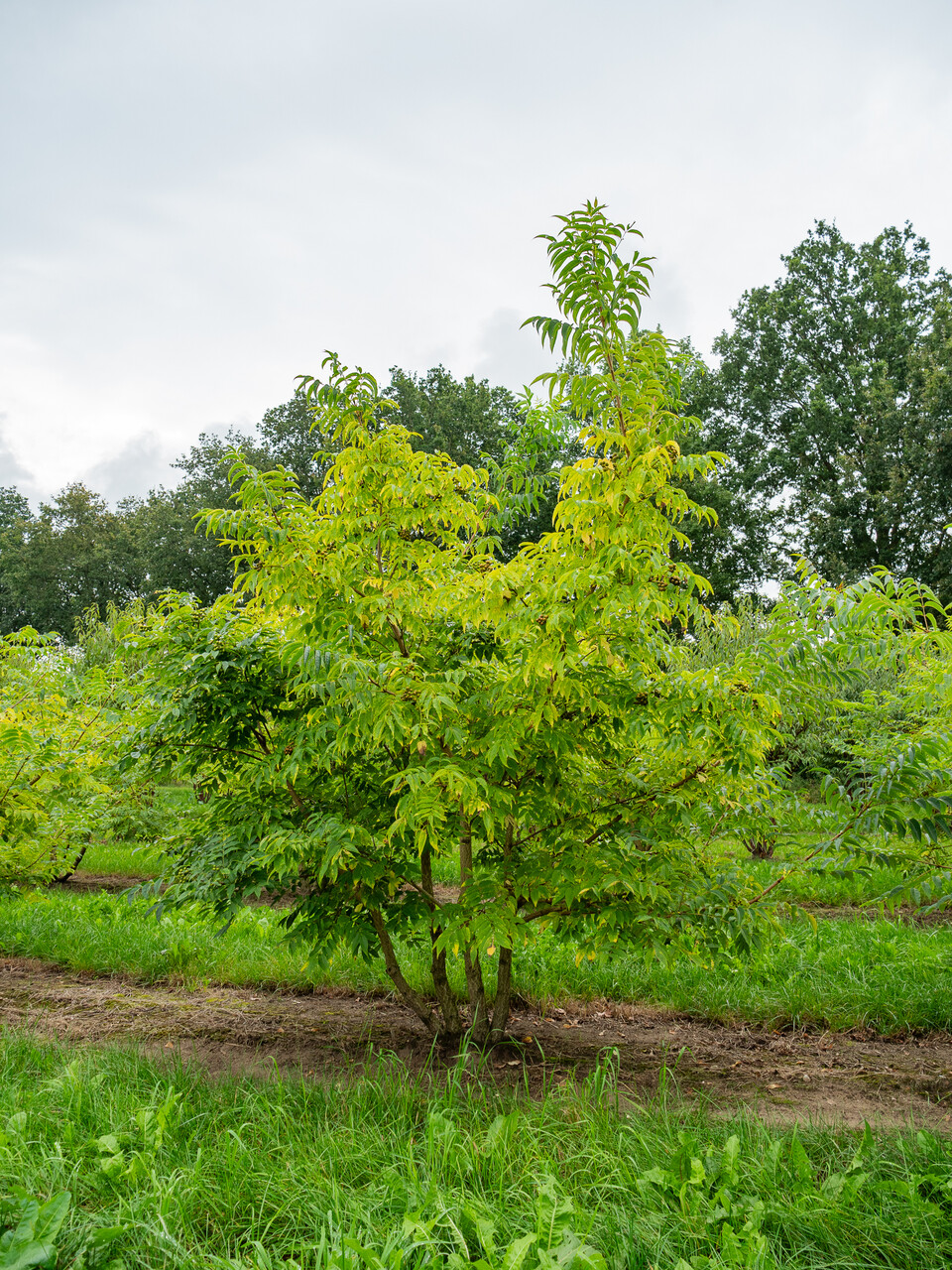 Phellodedron Phellodendron amurense | Rutaceae - Van den Berk Nurseries