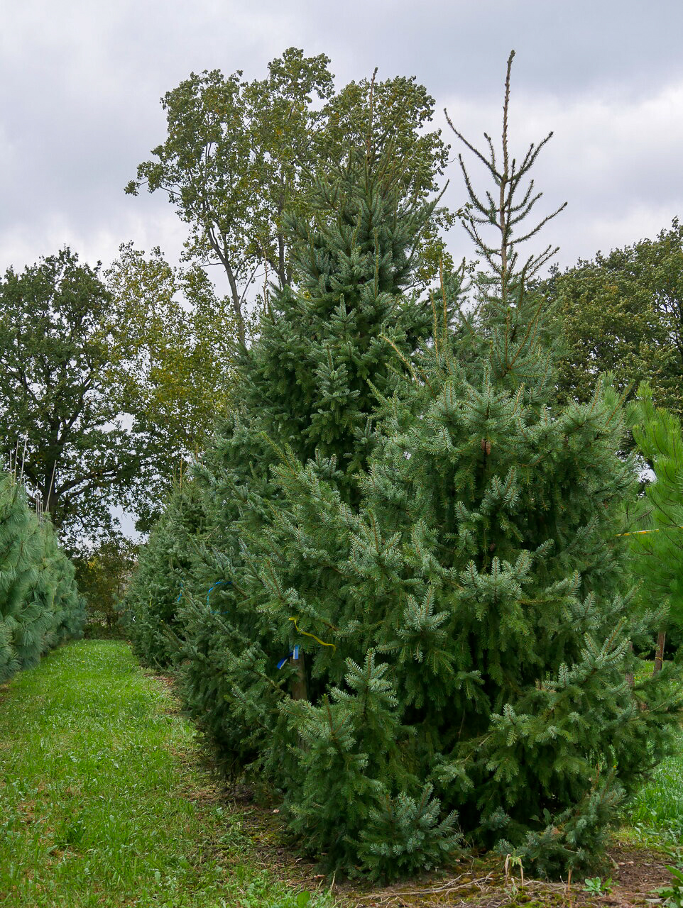 Picea omorika | Pinaceae - Van den Berk Nurseries