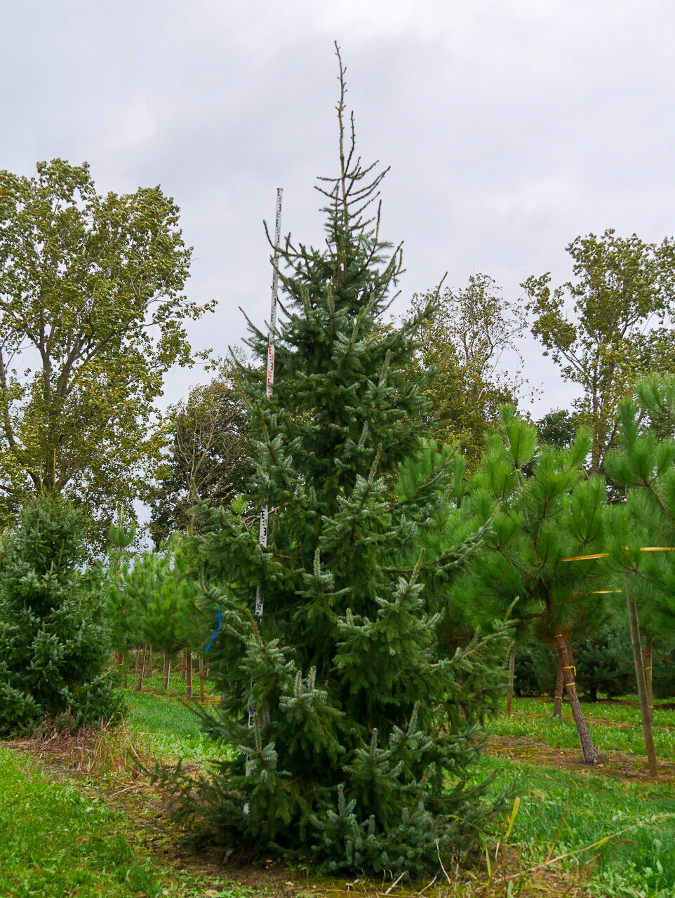 Picea omorika | Pinaceae - Van den Berk Nurseries