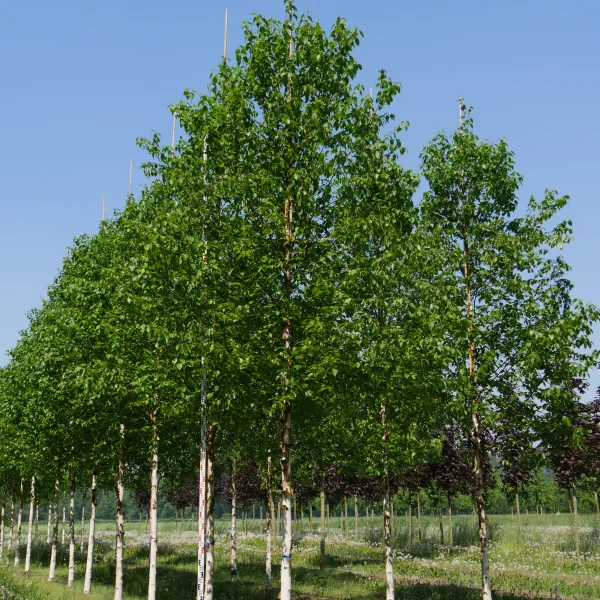 Betula albosinensis 'Fascination' – Betulaceae