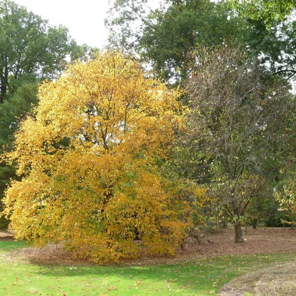 Betula alleghaniensis – Betulaceae
