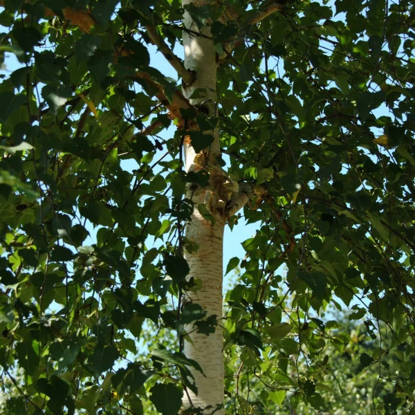 Betula ermanii 'Blush' – Betulaceae