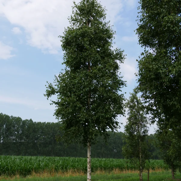 Betula ermanii 'Holland' – Betulaceae