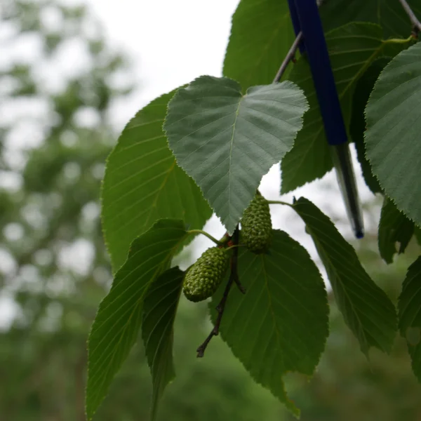 Betula lenta – Betulaceae