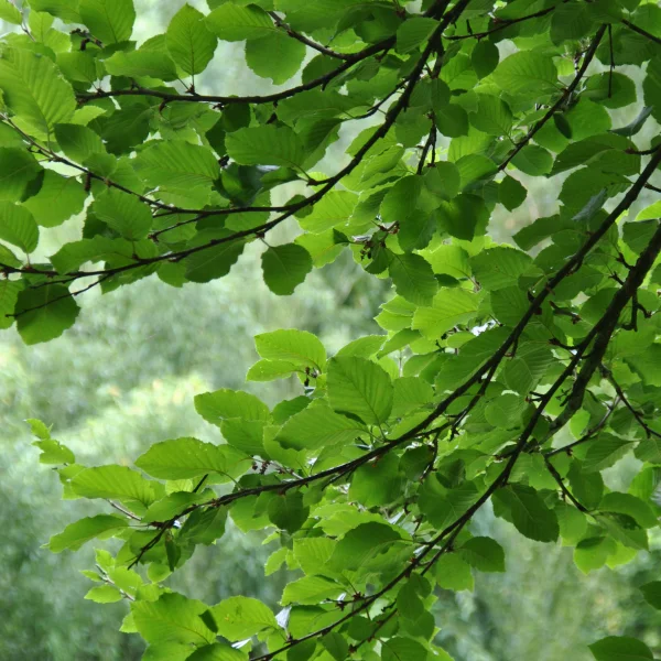 Betula medwediewii – Betulaceae