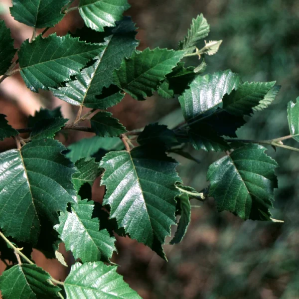 Betula nigra DURA HEAT ('BNMTF') – Betulaceae