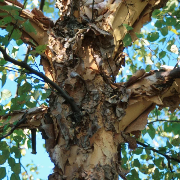 Betula nigra 'Heritage' – Betulaceae