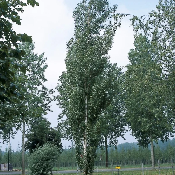 Betula pendula 'Obelisk' – Betulaceae