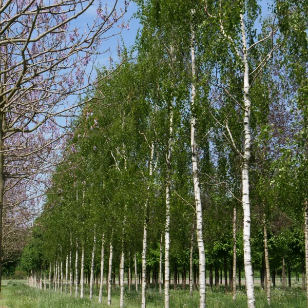 Betula pendula 'Tristis' – Betulaceae