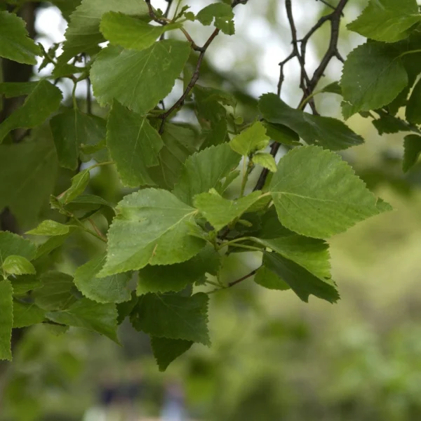 Betula platyphylla – Betulaceae