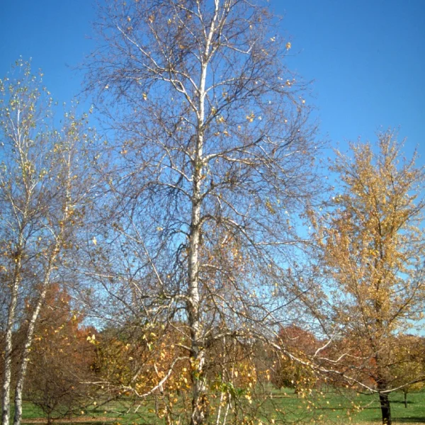Betula populifolia 'Whitespire' – Betulaceae