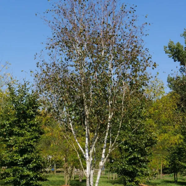 Betula utilis – Betulaceae