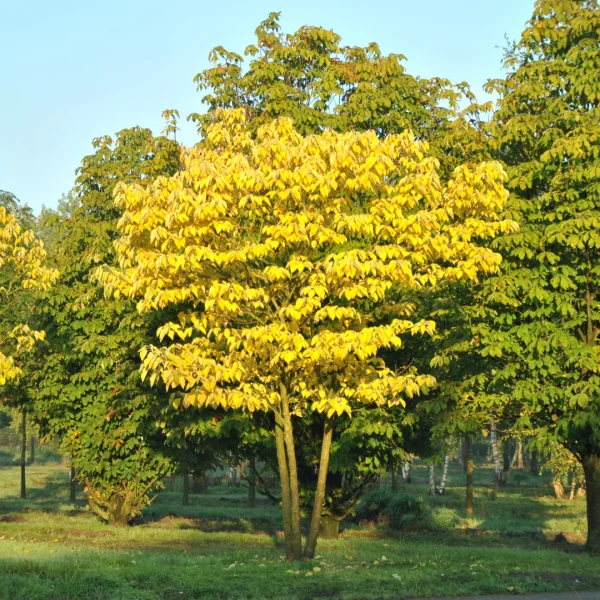 Broussonetia papyrifera – Moraceae