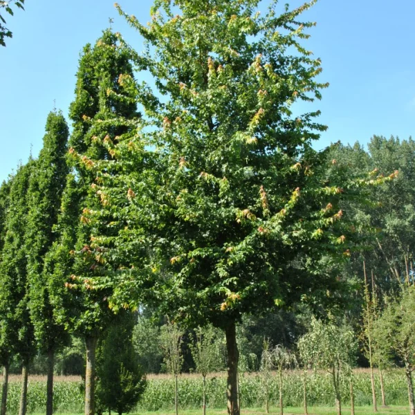 Acer buergerianum – Aceraceae