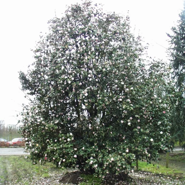 Camellia japonica – Theaceae