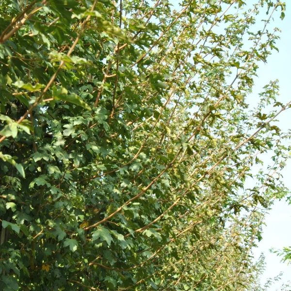 Acer campestre 'Eco Sentry' – Aceraceae