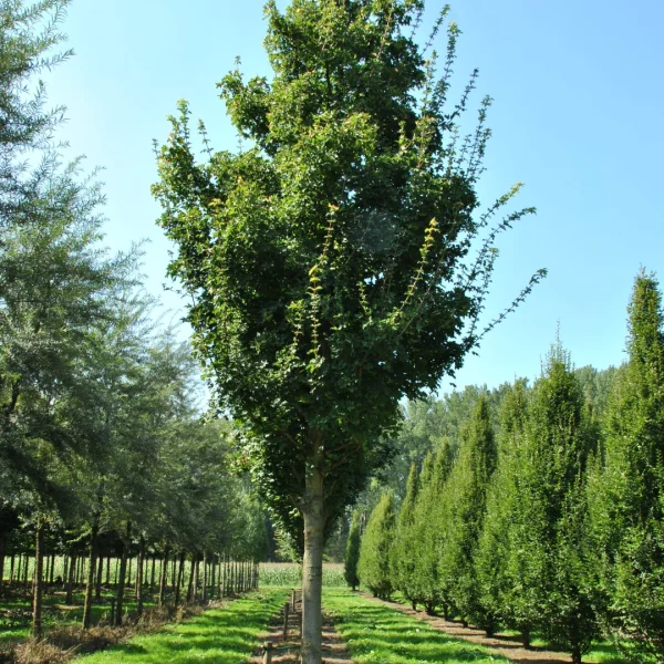 Acer campestre 'Eko Effen' – Aceraceae