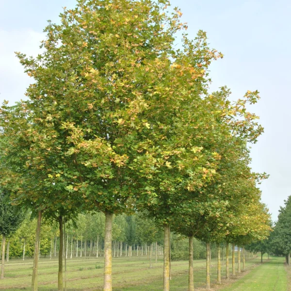 Acer campestre 'Huibers Elegant' – Aceraceae