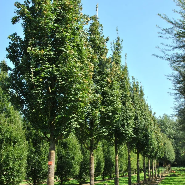 Acer campestre 'Green Column' – Aceraceae