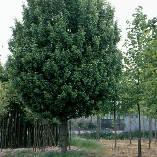 Acer campestre 'Lienco' – Aceraceae