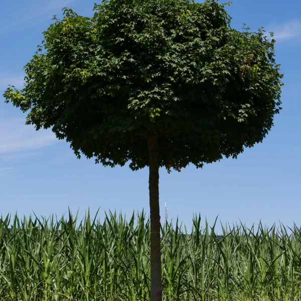 Acer campestre 'Nanum' – Aceraceae