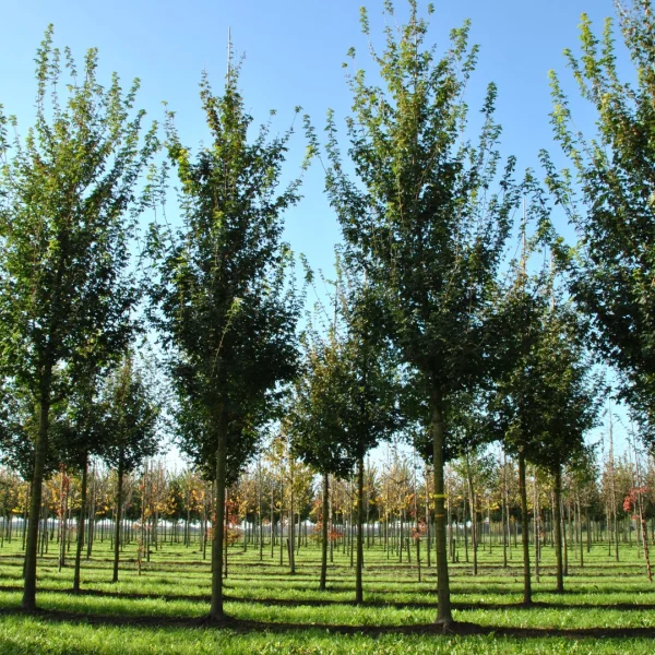 Acer campestre 'Queen Elizabeth' – Aceraceae