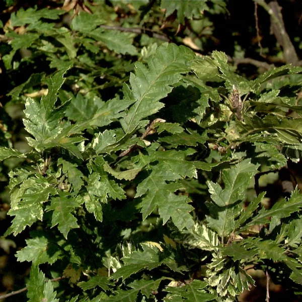 Carpinus betulus 'Quercifolia' – Betulaceae
