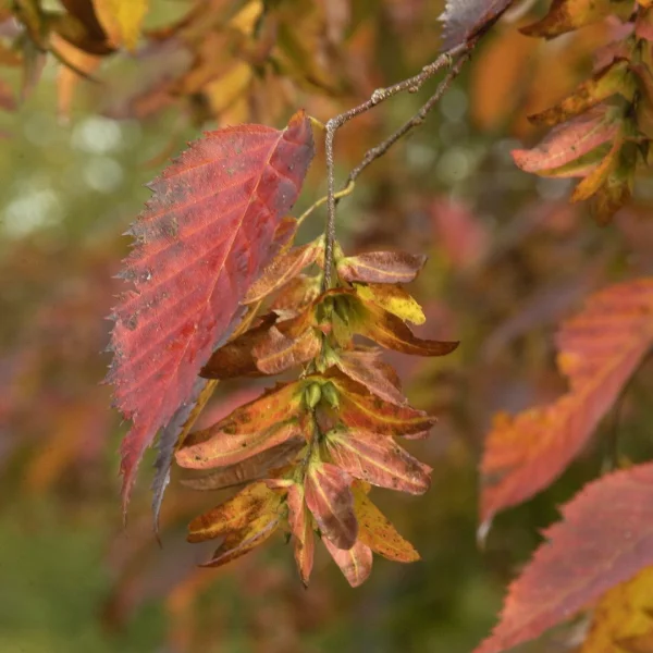 Carpinus caroliniana – Betulaceae