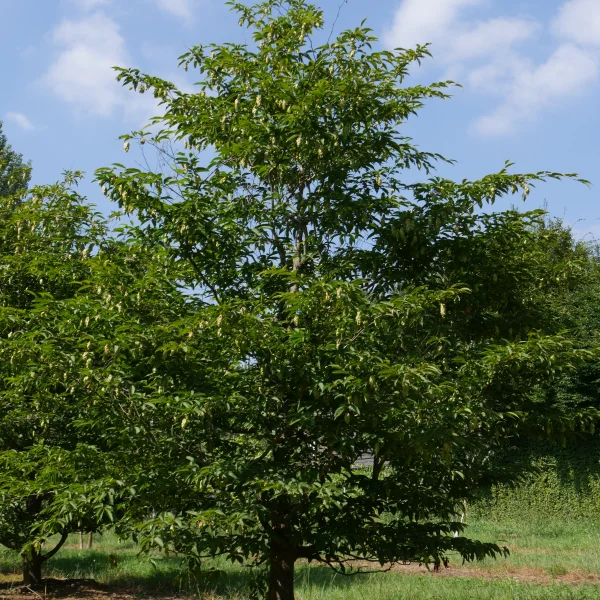 Carpinus japonica – Betulaceae