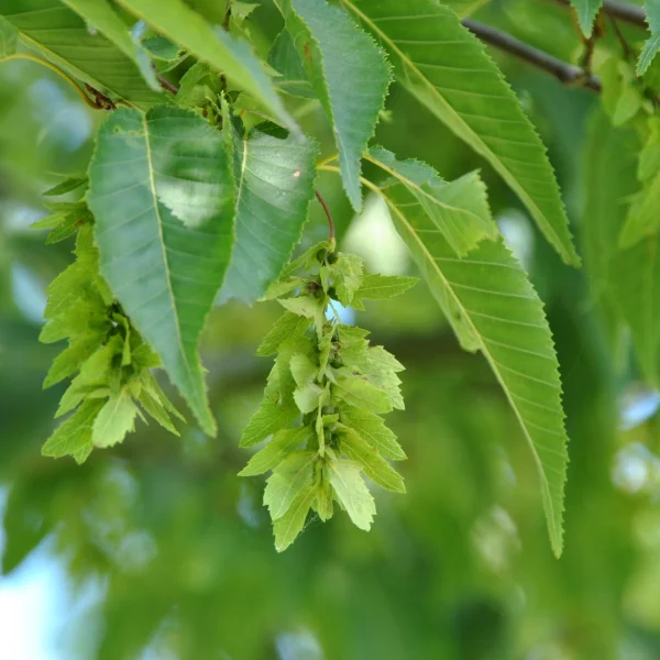 Carpinus polyneura – Betulaceae