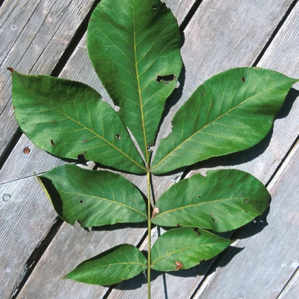 Carya glabra  – Juglandaceae
