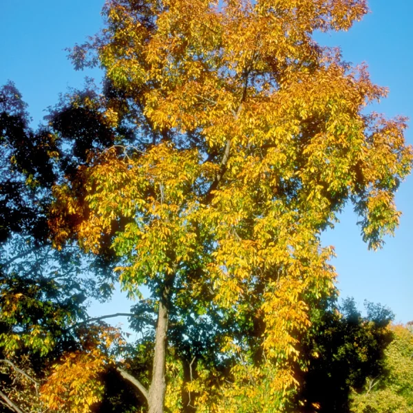 Carya laciniosa – Juglandaceae