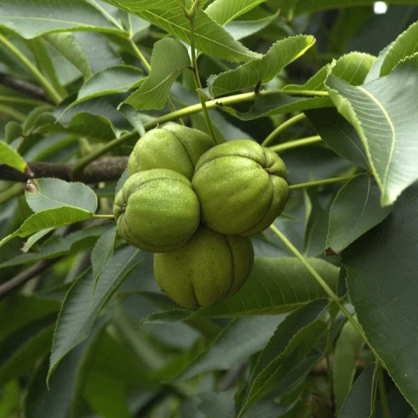 Carya ovata – Juglandaceae