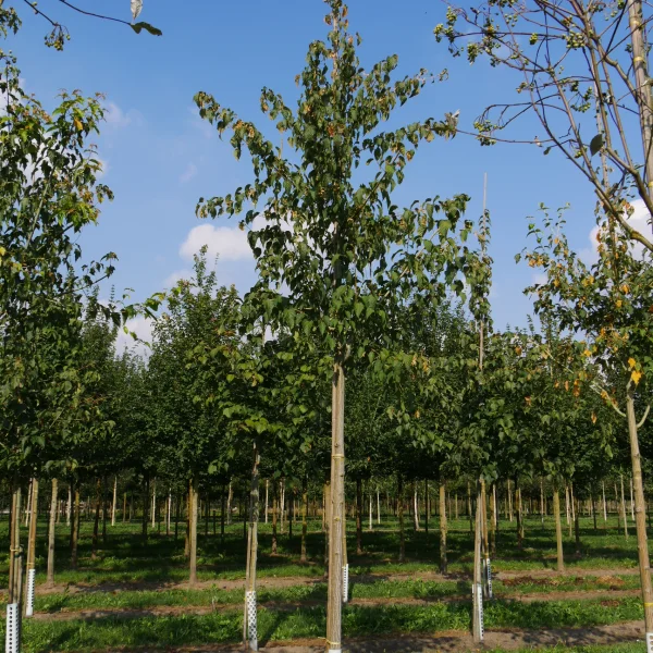 Acer capillipes – Aceraceae