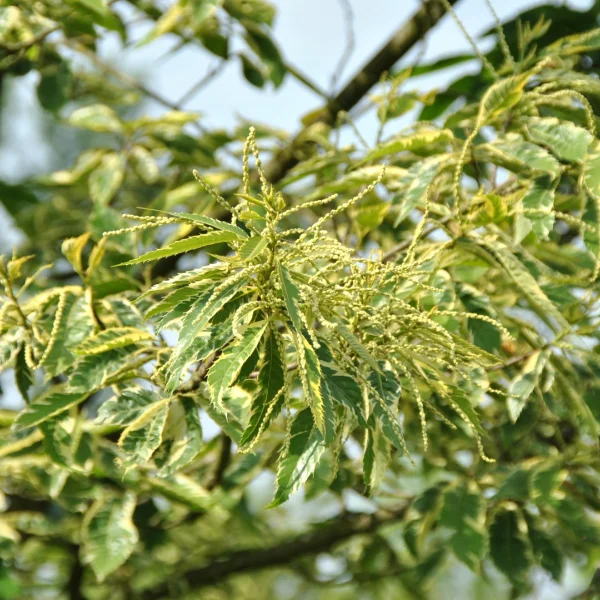 Castanea sativa 'Albomarginata' – Fagaceae