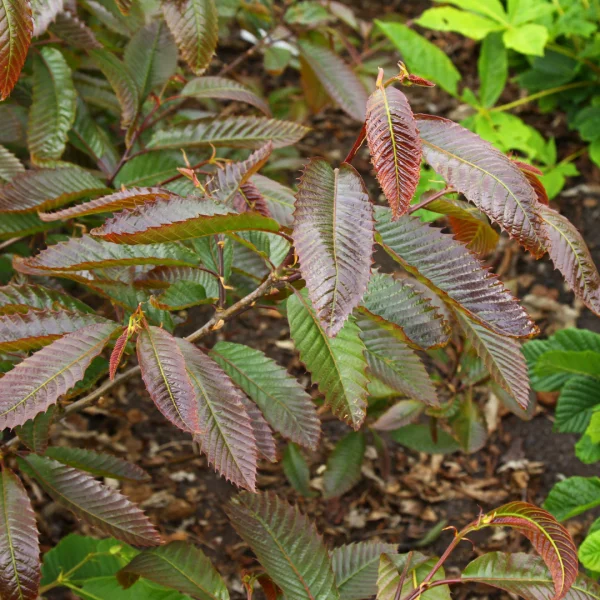 Castanea sativa 'Anny's Summer Red' – Fagaceae