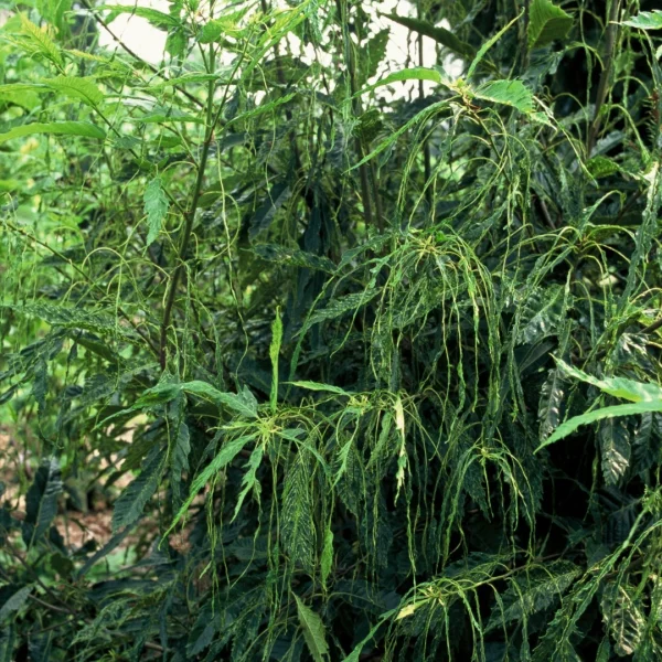 Castanea sativa 'Aspleniifolia' – Fagaceae
