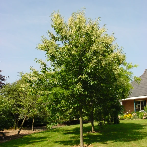 Castanea sativa 'Glabra' – Fagaceae