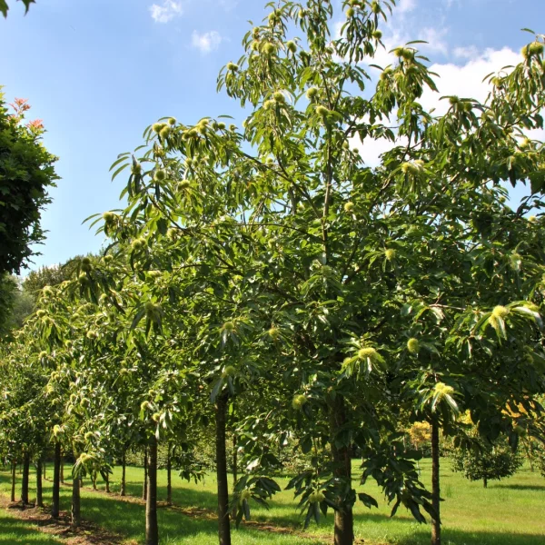 Castanea sativa 'Lyon' – Fagaceae