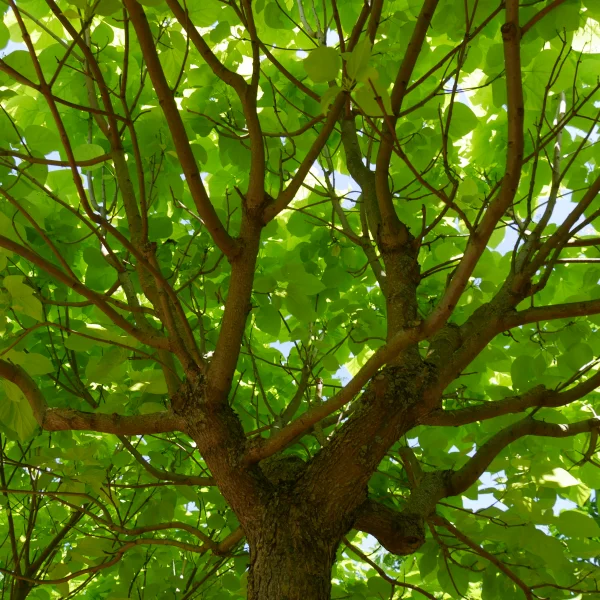 Catalpa bignonioides 'Aurea' – Bignoniaceae