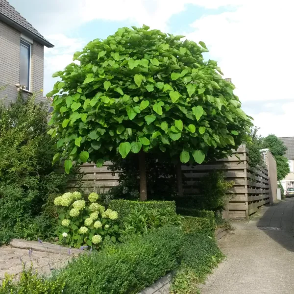 Catalpa bignonioides 'Nana' – Bignoniaceae