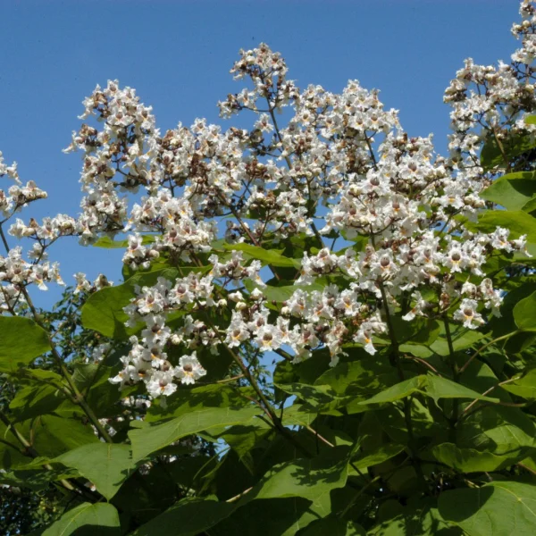 Catalpa ×erubescens – Bignoniaceae