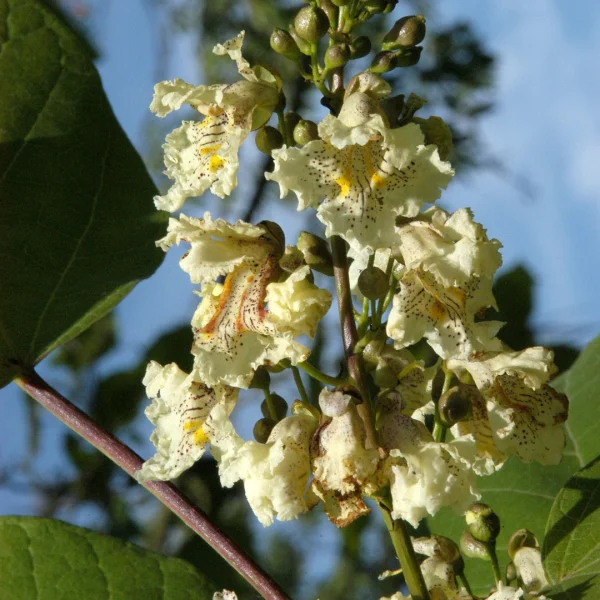 Catalpa ovata – Bignoniaceae